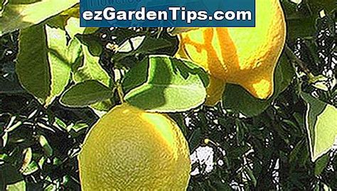 Citronträd sjukdomar